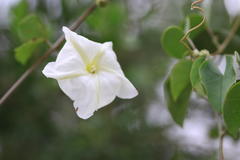 Rivea hypocrateriformis